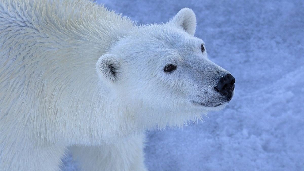 Polar Bear Fur