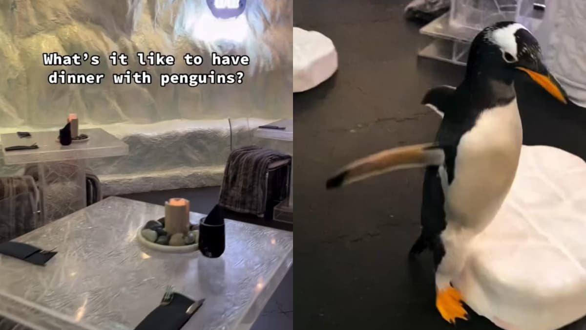 Viral Video Shows What It
